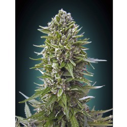 Auto Northern Lights