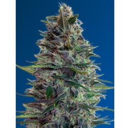 Auto Blue Diesel