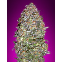 Auto New York City Diesel