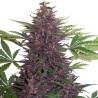 Buddha Purple Kush