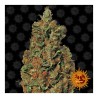 Red Diesel
