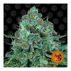 Critical Kush