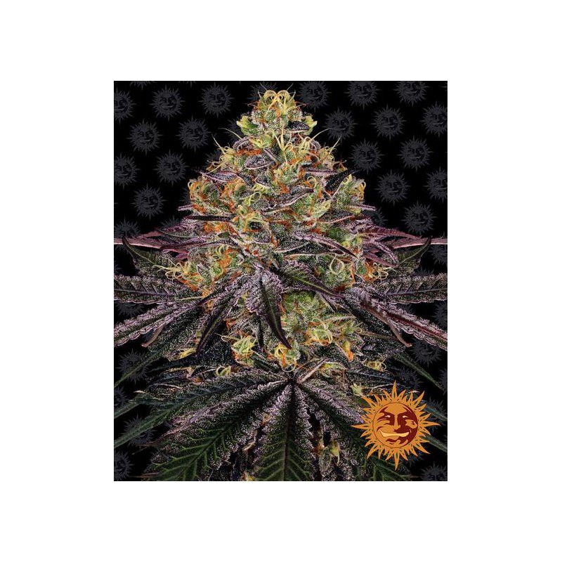 Watermelon Zkittlez