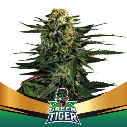 Green Tiger Fast V