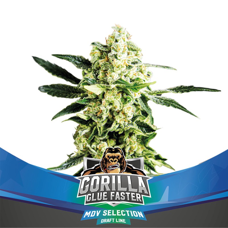 Gorilla Glue Faster