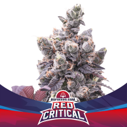 Red Critical Auto