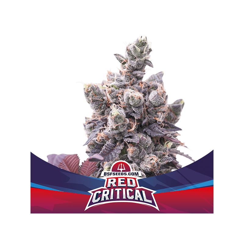 Red Critical Auto