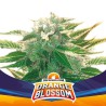 Orange Blossom XXL Auto