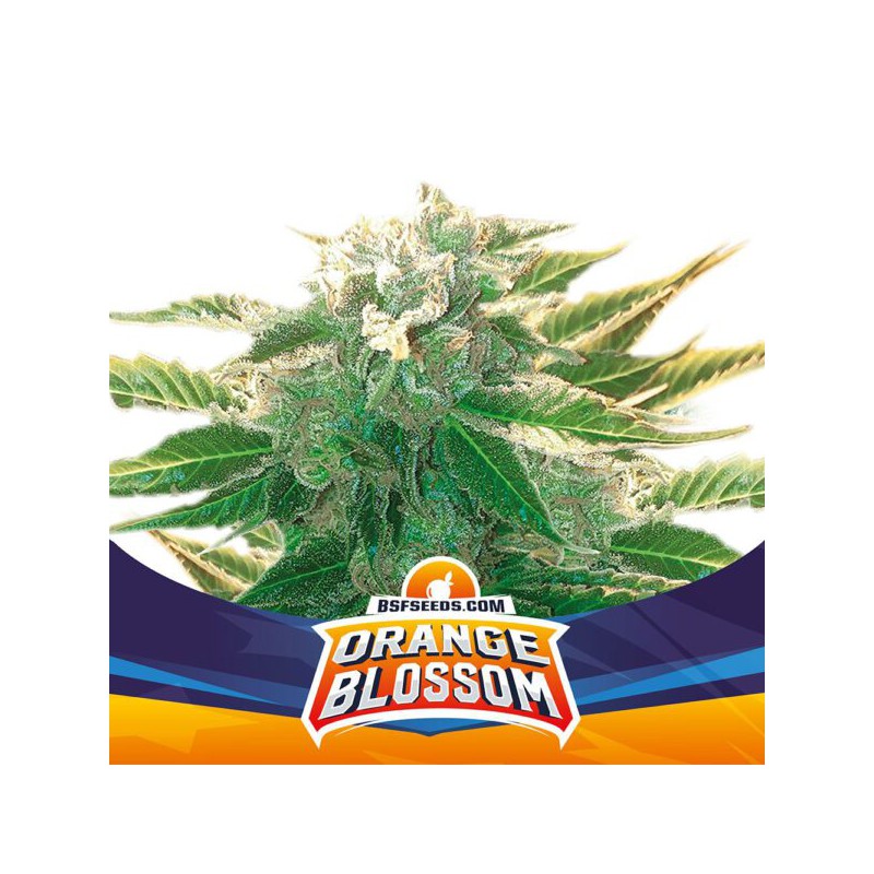 Orange Blossom XXL Auto