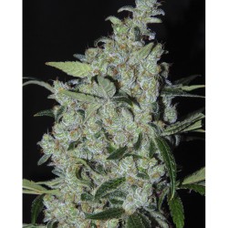 Mexican Purple