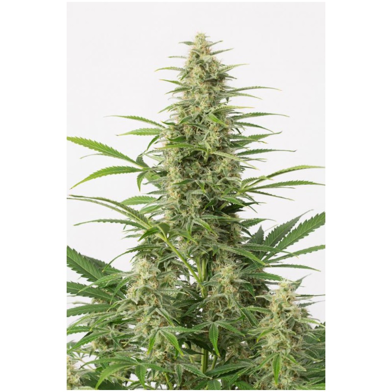 Sour Diesel Auto