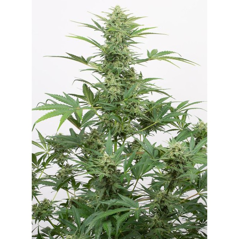 Industrial Plant CBD Auto