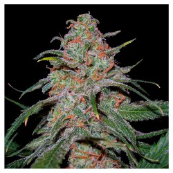 Lemon Skunk