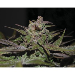 Purple Wreck