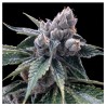 White Walker Kush