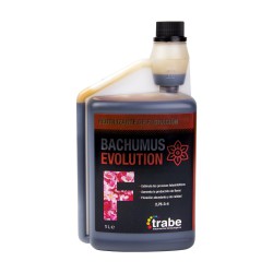 Bachumus Evolution...