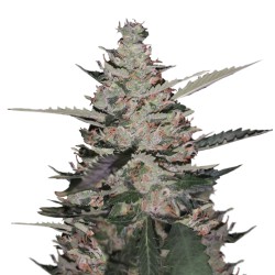 Gelato Ice auto