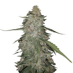 Gorilla Cream auto