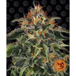 Moby Dick 10 Fem