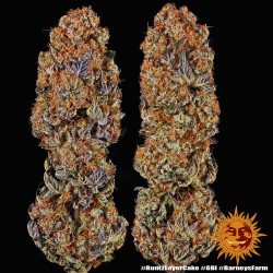 Runtz x Layer Cake  1 fem
