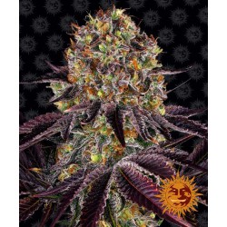 Runtz x Layer Cake  1 fem