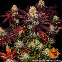 Runtz x Layer Cake  1 fem