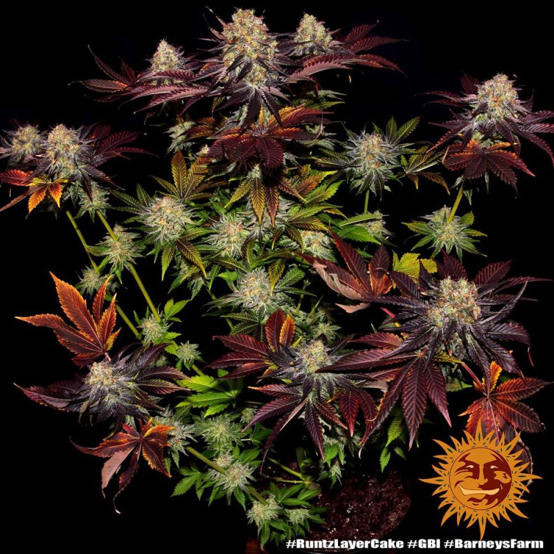 Runtz x Layer Cake 5 fem