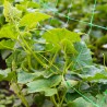 Malla Scrog 2x500 Verde