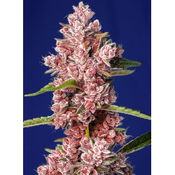 Tropicanna Poison F1 FV 3+1...