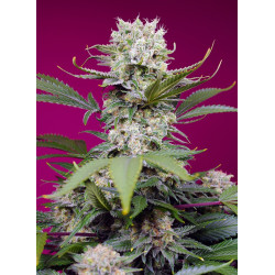 Sweet Mandarine Zkittlez XL...