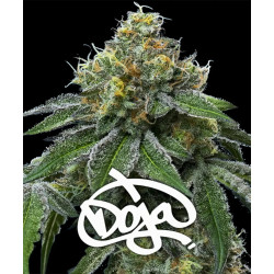 RS11 x Banana OG