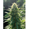 Biorelief CBD