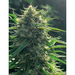 Biorelief CBD