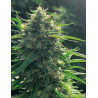 Biorelief CBD