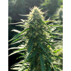 Biorelief CBD