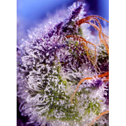 Diablos Delight XL Auto