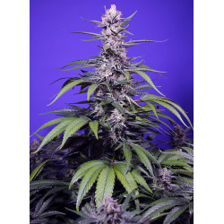 Permanent Marker XL Auto